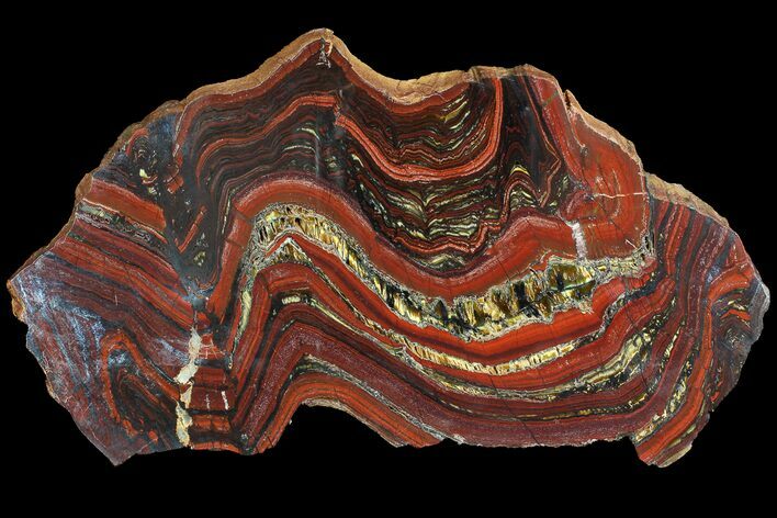 Polished Tiger Iron Stromatolite - ( Billion Years) #92963